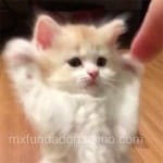 Ana Sofía Escalante